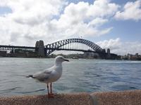 Die Harbour-Brücke, ehemalige Wahrzeichen Sydneys
