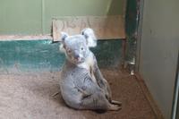 Besuch im Featherdale Wildlife Park