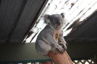 Besuch im Featherdale Wildlife Park