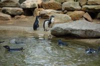 Besuch im Featherdale Wildlife Park