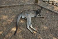 Besuch im Featherdale Wildlife Park