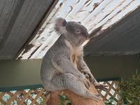 Besuch im Featherdale Wildlife Park