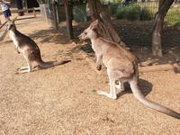 Besuch im Featherdale Wildlife Park