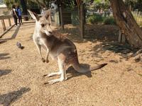 Besuch im Featherdale Wildlife Park