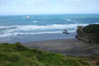 Eine der größten Tölpelkolonien auf dem Festland in Neuseeland
