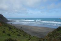 Eine der größten Tölpelkolonien auf dem Festland in Neuseeland