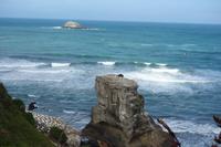 Eine der größten Tölpelkolonien auf dem Festland in Neuseeland