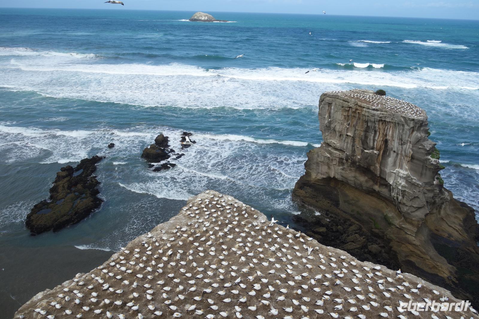 Eine der größten Tölpelkolonien auf dem Festland in Neuseeland