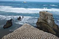 Eine der größten Tölpelkolonien auf dem Festland in Neuseeland