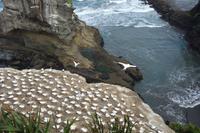 Eine der größten Tölpelkolonien auf dem Festland in Neuseeland