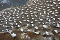 Eine der größten Tölpelkolonien auf dem Festland in Neuseeland