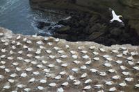 Eine der größten Tölpelkolonien auf dem Festland in Neuseeland