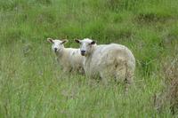 Das Bricksbay-Weingut bei Auckland, Neuseeland