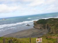 Eine der größten Tölpelkolonien auf dem Festland in Neuseeland