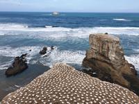 Eine der größten Tölpelkolonien auf dem Festland in Neuseeland