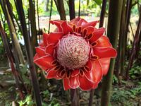 Tahiti Inselrundfahrt