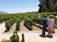 Das größte Weingut im Lande: Concha y Toro, in Maipo-Tal, eines der besten Wein-Anbaugebiete der Welt