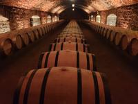 Das größte Weingut im Lande: Concha y Toro, in Maipo-Tal, eines der besten Wein-Anbaugebiete der Welt