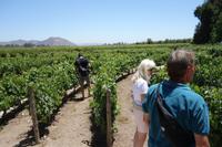 Das größte Weingut im Lande: Concha y Toro, in Maipo-Tal, eines der besten Wein-Anbaugebiete der Welt