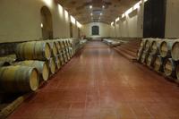 Das größte Weingut im Lande: Concha y Toro, in Maipo-Tal, eines der besten Wein-Anbaugebiete der Welt