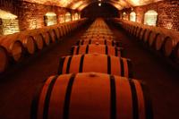 Das größte Weingut im Lande: Concha y Toro, in Maipo-Tal, eines der besten Wein-Anbaugebiete der Welt