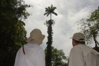 Regenwald Tijuca in Rio de Janeiro