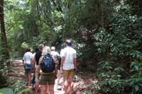 Regenwald Tijuca in Rio de Janeiro