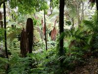 Auckland