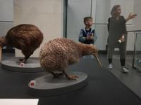 Auckland