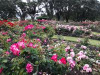 Auckland