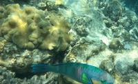 Australien - Great Barrier Reef
