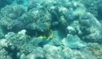 Australien - Great Barrier Reef