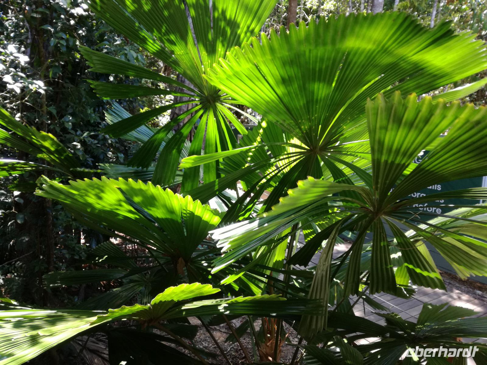 Australien Kuranda
