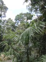 Australien Kuranda