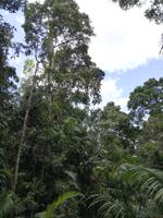 Australien Kuranda