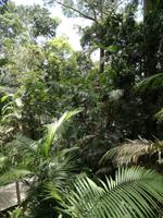 Australien Kuranda