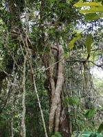 Australien Kuranda