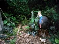 Australien Kuranda