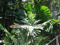 Australien Kuranda