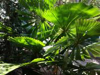Australien Kuranda