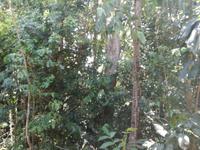 Australien Kuranda