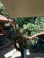 Australien Kuranda