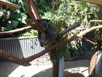 Australien Kuranda