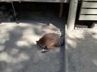Australien Kuranda