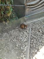 Australien Kuranda