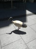 Australien Sydney 