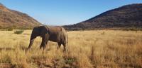 Bakubung Lodge im Pilanesberg Nationalpark