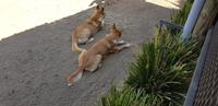 Besuch im Featherdale Wildlife Park