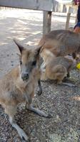 Besuch im Featherdale Wildlife Park