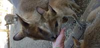 Besuch im Featherdale Wildlife Park